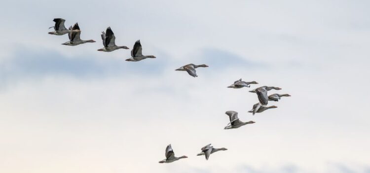 Zo brengen systemische inzichten je team weer op koers